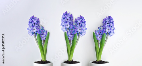 Beautiful blue hyacinth flowers bloom in white pots, hyacinth on a white wall background, Fragrant flowering plants in the family.