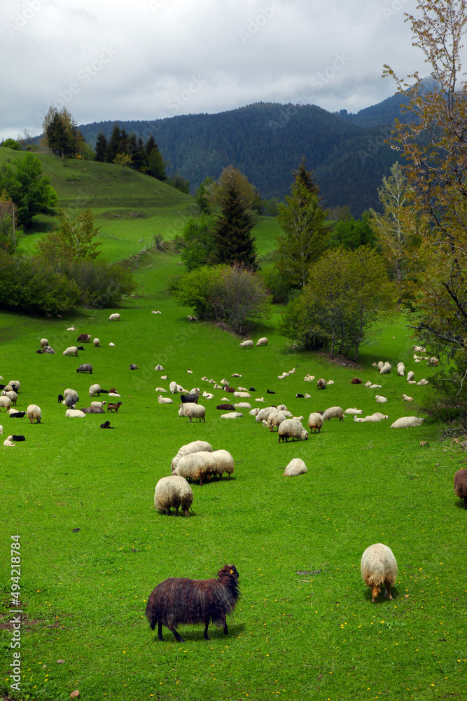 amazing spring landscapes on a sunny day.ARTVİN.TURKEY