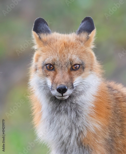 Closeup of a wild red fox (vulpes vulpes) by her den looking at camera in Ottawa, Canada