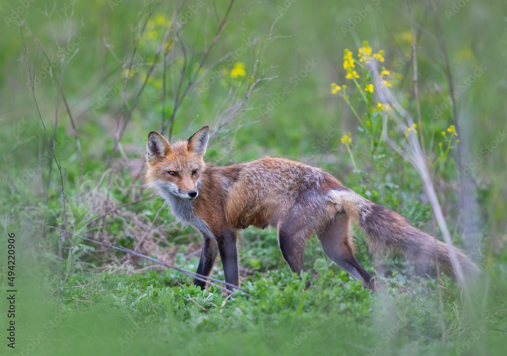 Red fox with a bushy tail walking in through the local woods in Ottawa, Canada 
