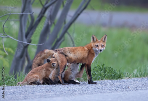 Red fox feeding her kits by the side of the road in springtime in Canada 