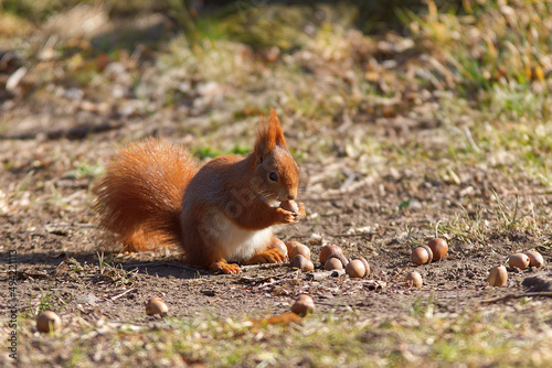Red squirrel, Sciurus vulgaris sitting on the ground and eating acorns. Prague, Czech Republic, Europe.