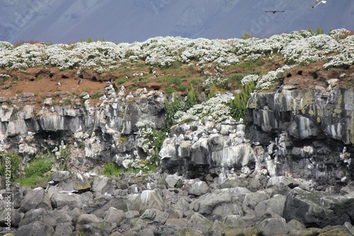 Basalt rock crowded with puffins (Fratercula), concept: shelter, remote, island (horizontal), Reykjavik, Iceland