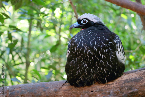 Amazing Black-fronted Piping Guan or Jacutinga Bird Perching on the Tree photo