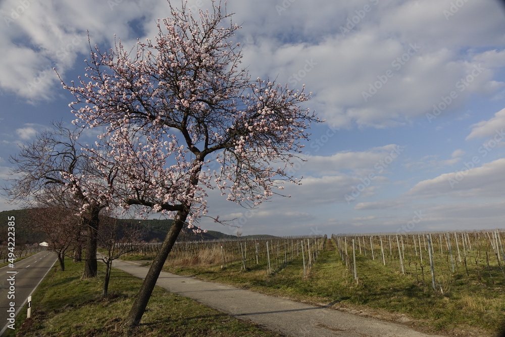 Roadside almond tree (Prunus dulcis) in early blossom, cloudy march sky (horizontal), Gimmeldingen, RLP, Germany
