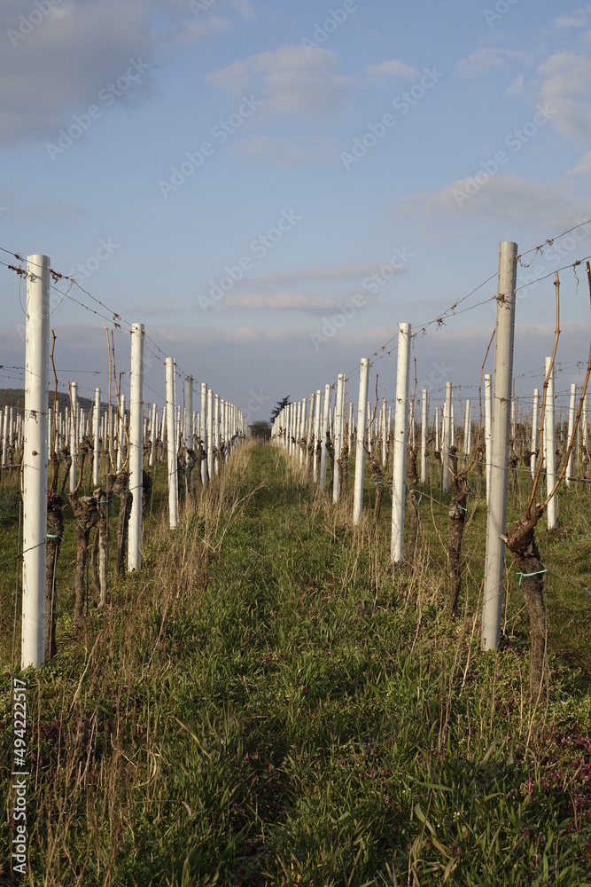 Still empty vineyard in the twilight, cold March afternoon (vertical), Gimmeldingen, RLP, Germany