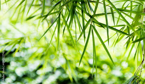 Green bamboo leaves for background