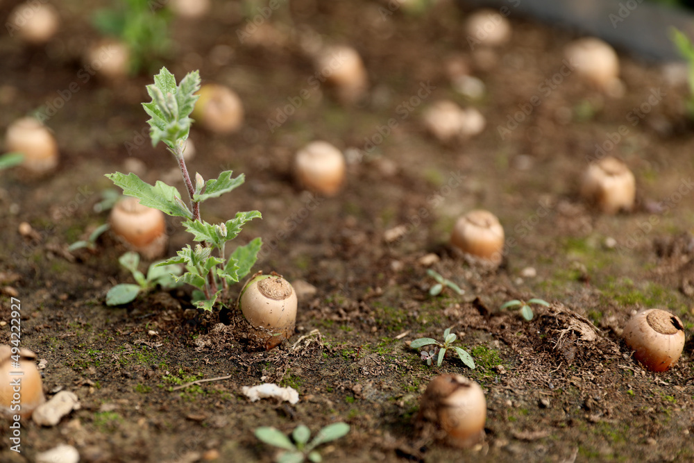Quercus robur sprouting acorns in greenhouse Quercus robur sprouting acorns in greenhouse