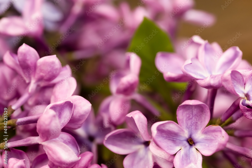 Blurred focus macro photo of a blooming purple lilac with green leaves and space for copy. Blurred focus macro photo of a blooming purple lilac with green leaves and space for copy.