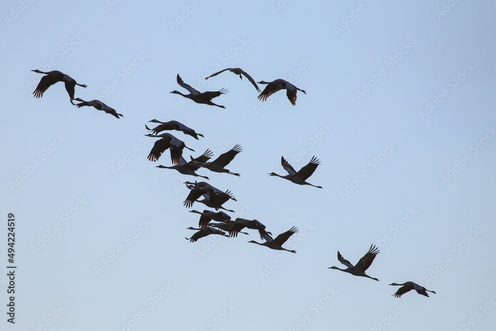 Cranes, Grus grus, flying in the background of the sky - Barycz Valley. A group of birds, a squadron in the air, a symbol of freedom and independence