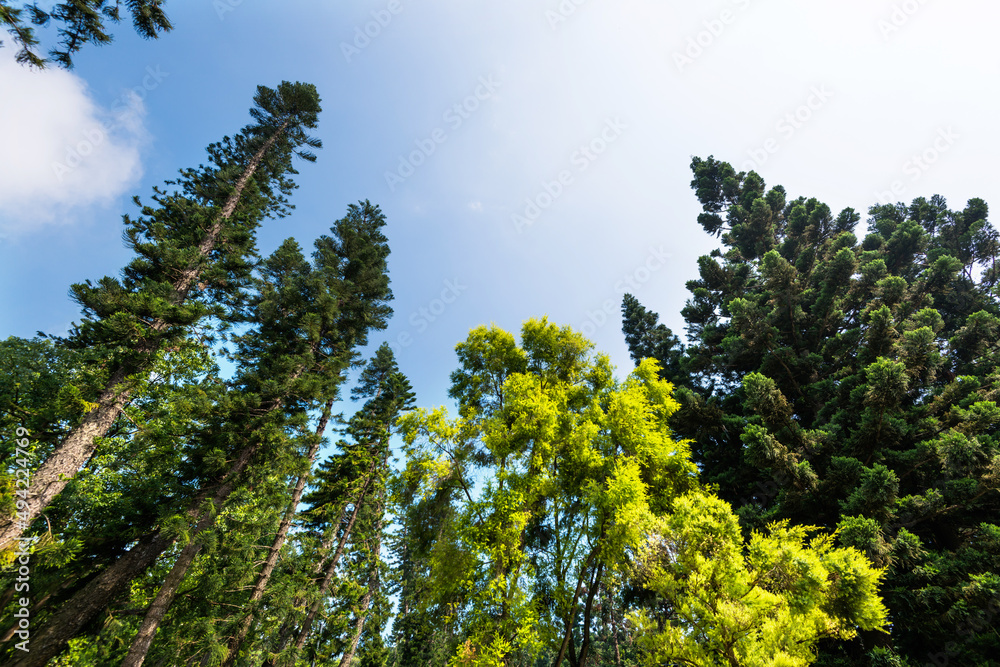 Obraz premium Fir trees and branches against blue sky background