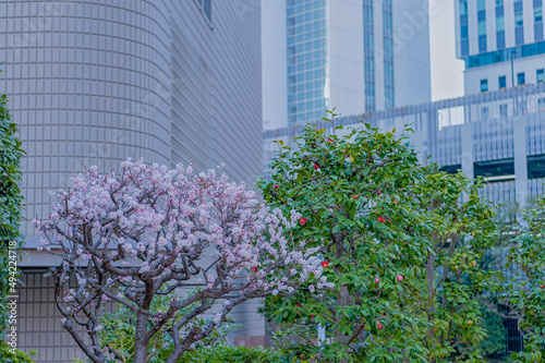 東京都新宿区西新宿の街中に咲く梅の花 © zu_kuni