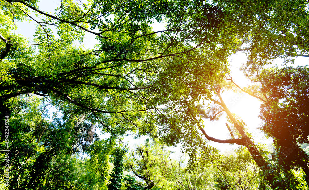 Fototapeta premium Sunlight through a green tree in the forest