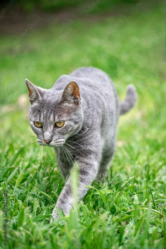 Gato pequeño gris caminando por el pasto verde en un día soleado Gato pequeño gris caminando por el pasto verde en un día soleado