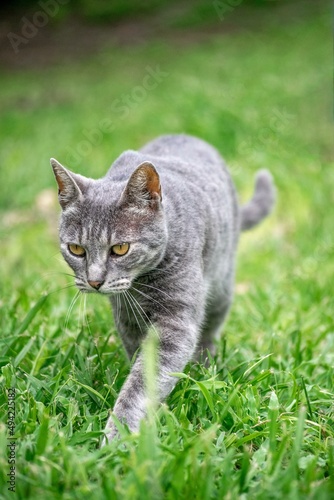 Gato pequeño gris caminando por el pasto verde en un día soleado