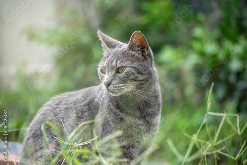 Gato pequeño gris caminando por el pasto verde en un dia soleado