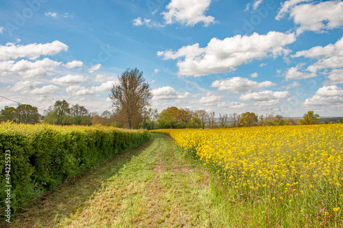 Yellow canola fields in the summertime.