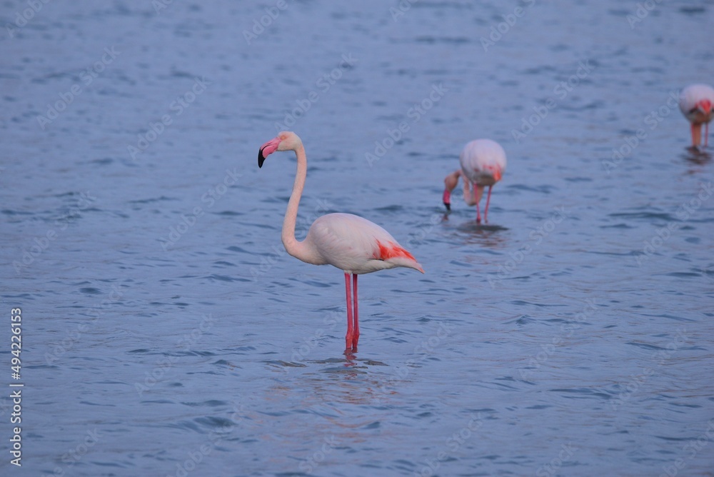 Flamingo in Calpe
