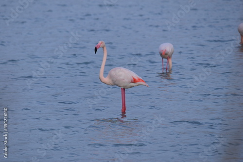 Flamingo in Calpe  © Jürgen