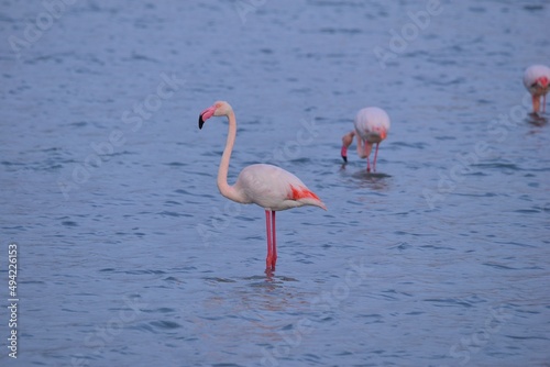 Flamingo in Calpe 