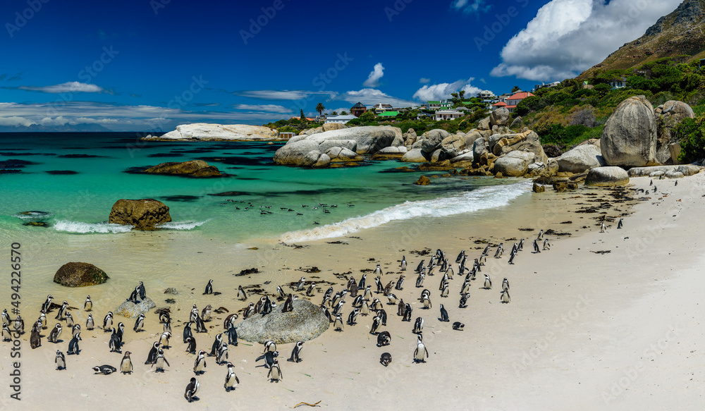 Obraz premium The penguin colony in Boulder's Beach near Cape Town in South Africa.