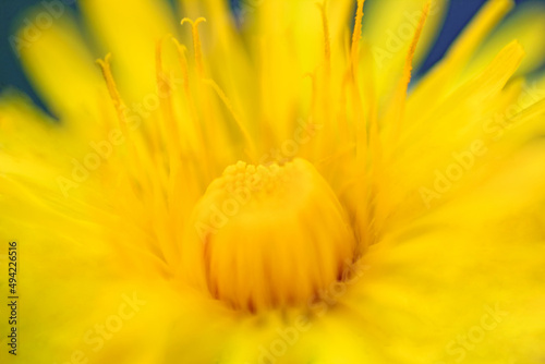 close up of yellow flower raw