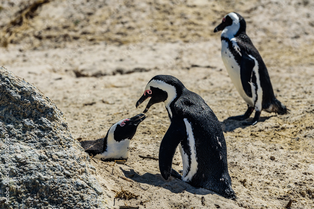 Naklejka premium The penguins with chicks in Boulder's Beach near Cape Town in South Africa.