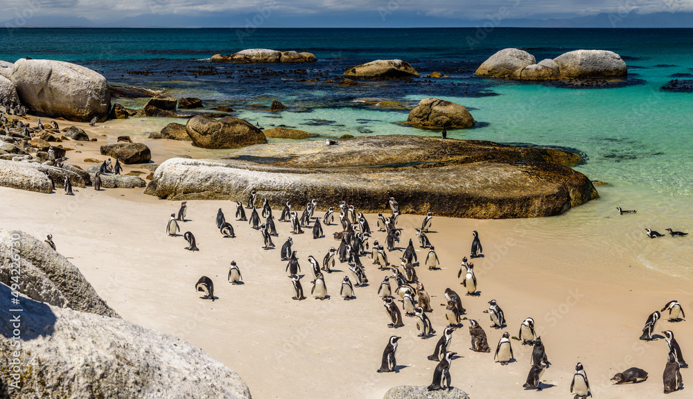 Fototapeta premium The penguin colony in Boulder's Beach near Cape Town in South Africa.