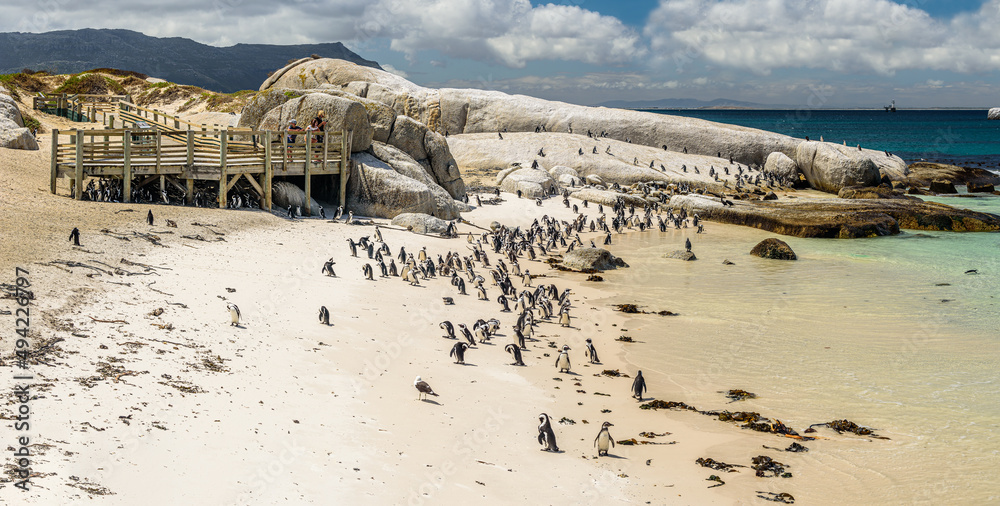 Obraz premium The penguin colony in Boulder's Beach near Cape Town in South Africa.