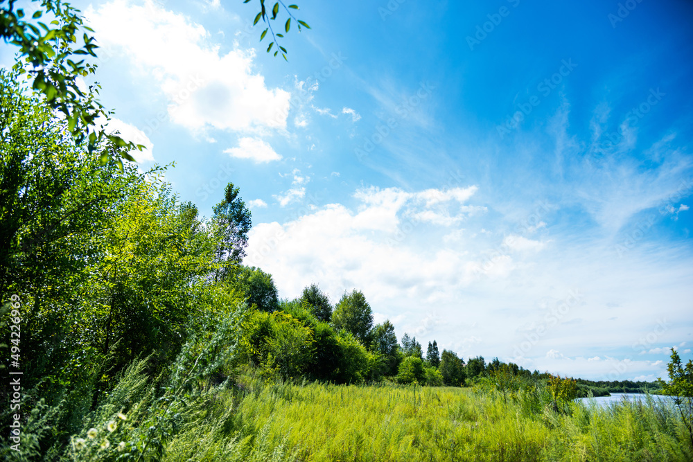 Field of green grass and trees in summer day Field of green grass and trees in summer day