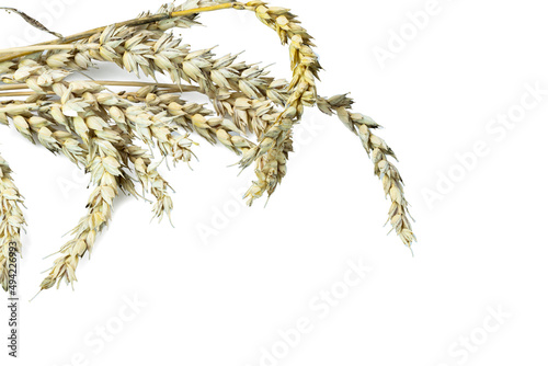 Close up view of ears of wheat isolated on white background. Agriculture concept. 