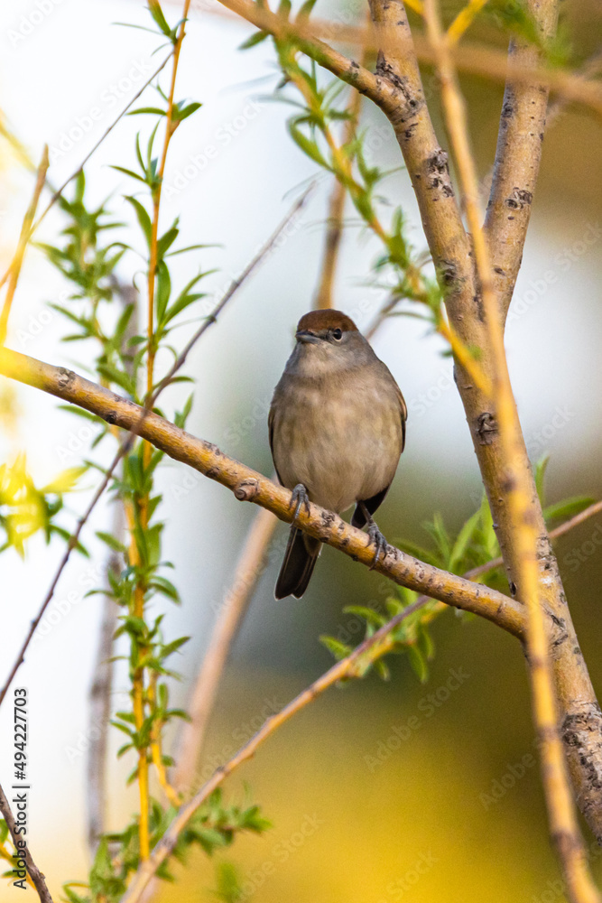 Eurasian Blackcap perched on a tree branch Eurasian Blackcap perched on a tree branch