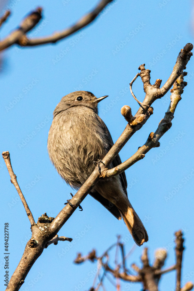 Spotted Flycatcher perched on a tree branch Spotted Flycatcher perched on a tree branch