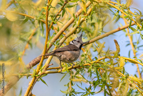 European Crested Tit perched on a tree branch