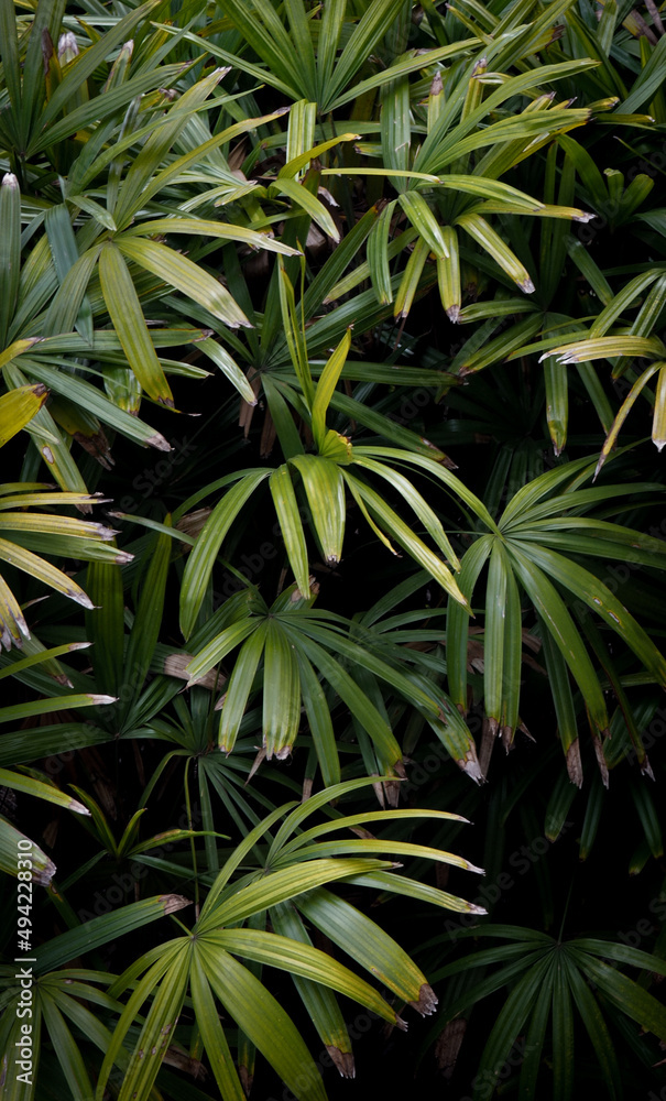 Palms with fan-shaped green leaves background