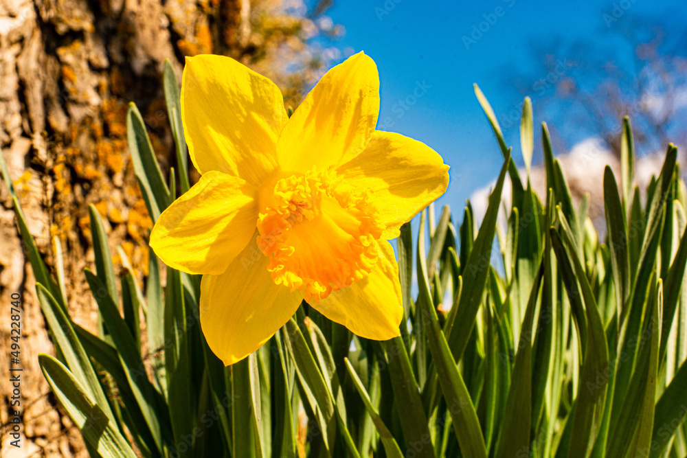 Obraz premium yellow daffodils in spring