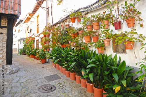 Aspidistras and geraniums flowers in the Jewish quarter of Hervas, Caceres province, Extremadura, Spain photo
