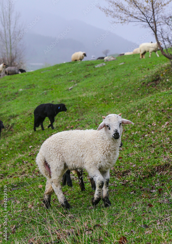 sheep grazing on the green meadows with mountains in backdrop.artvin .Turkey sheep grazing on the green meadows with mountains in backdrop.artvin .Turkey