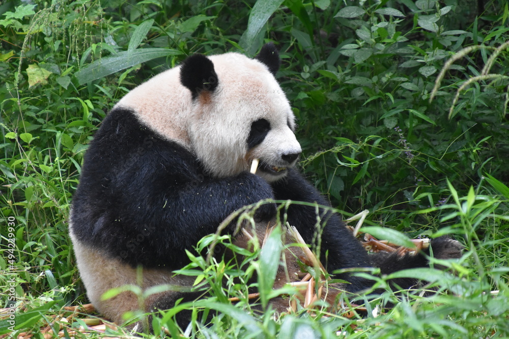 Fototapeta premium Panda Eating Bamboo in Chengdu, China