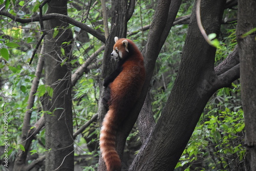 Red Panda in Chengdu, China