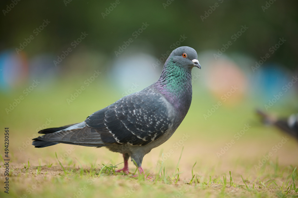 Rock Dove (Columba livia) in Victoria Park, Hong Kong Rock Dove (Columba livia) in Victoria Park, Hong Kong