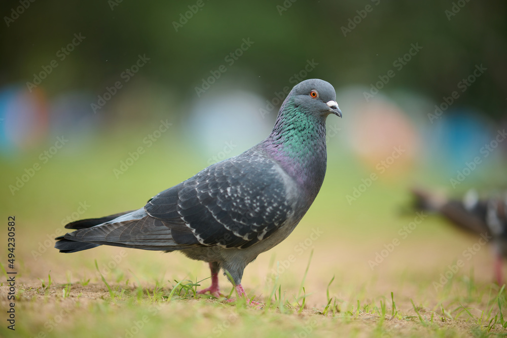 Rock Dove (Columba livia) behind railing in Victoria Park, Hong Kong Rock Dove (Columba livia) behind railing in Victoria Park, Hong Kong