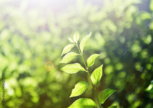 Green leaves under sunlight in summer