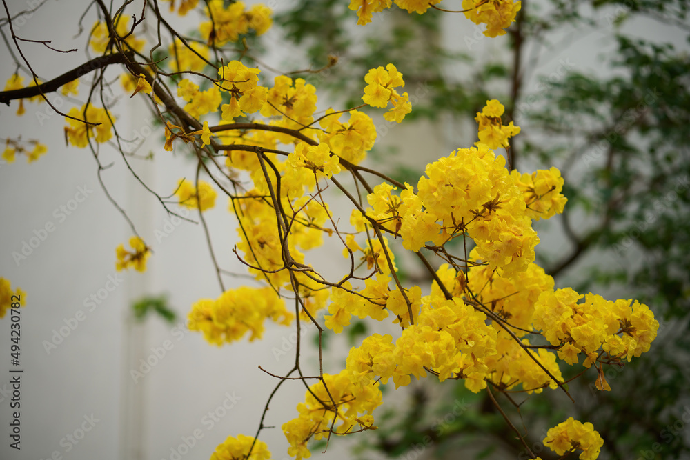 Blossom of golden trumpet tree (Handroanthus chrysotrichus) in Sheung Wan, Hong Kong at sunny spring day Blossom of golden trumpet tree (Handroanthus chrysotrichus) in Sheung Wan, Hong Kong at sunny spring day