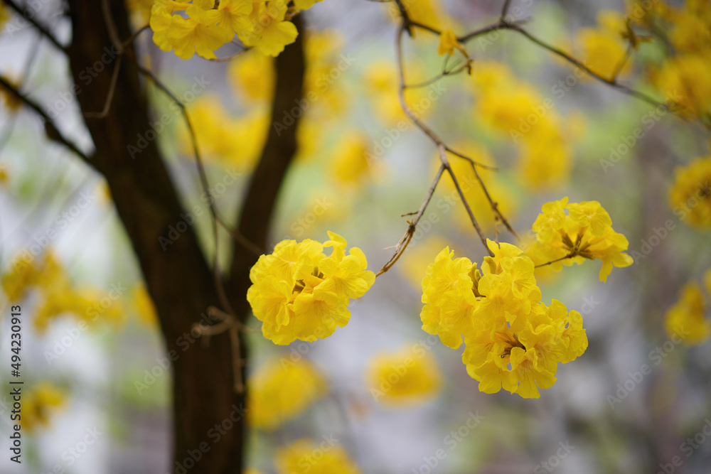 Blossom of golden trumpet tree (Handroanthus chrysotrichus) in Sheung Wan, Hong Kong at sunny spring day Blossom of golden trumpet tree (Handroanthus chrysotrichus) in Sheung Wan, Hong Kong at sunny spring day