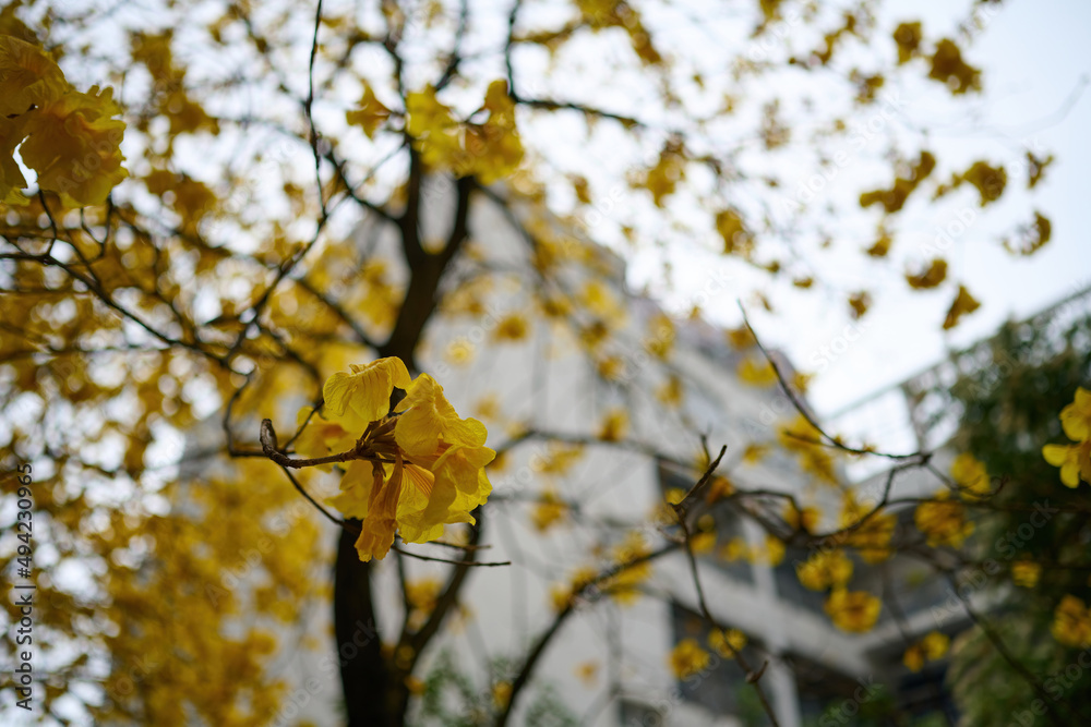 Blossom of golden trumpet tree (Handroanthus chrysotrichus) in Sheung Wan, Hong Kong at sunny spring day Blossom of golden trumpet tree (Handroanthus chrysotrichus) in Sheung Wan, Hong Kong at sunny spring day