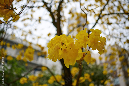 Blossom of golden trumpet tree (Handroanthus chrysotrichus) in Sheung Wan, Hong Kong at sunny spring day