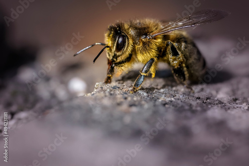 bee on a stone
