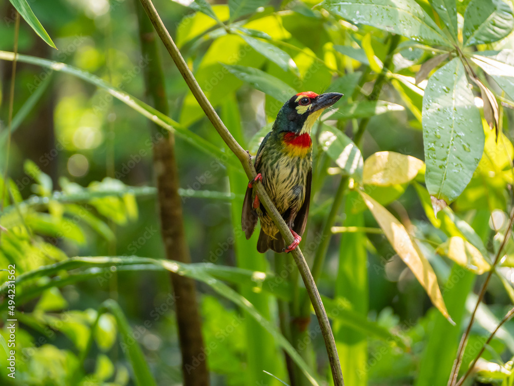 The Coppersmith barbet bird in the garden The Coppersmith barbet bird in the garden