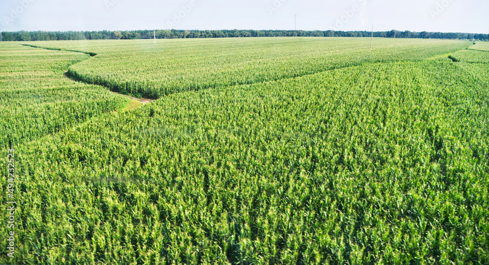 High angle view of organic corn field at agriculture farm